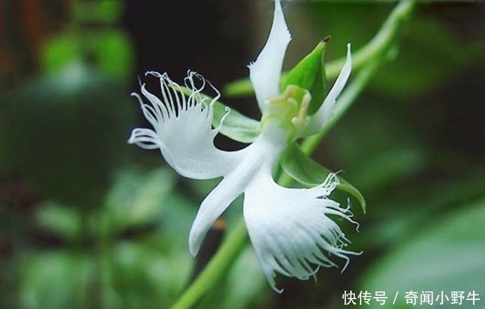 白鹭花|此花是鹭草所开的花，花型犹如一只翩然若飞的鹭鸟，又像是双翅