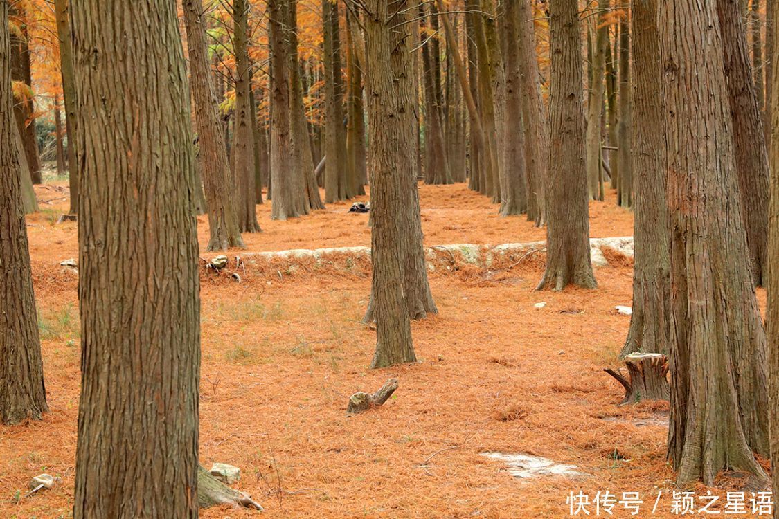 红杉林|水库水杉红，风光之美，缺水之忧