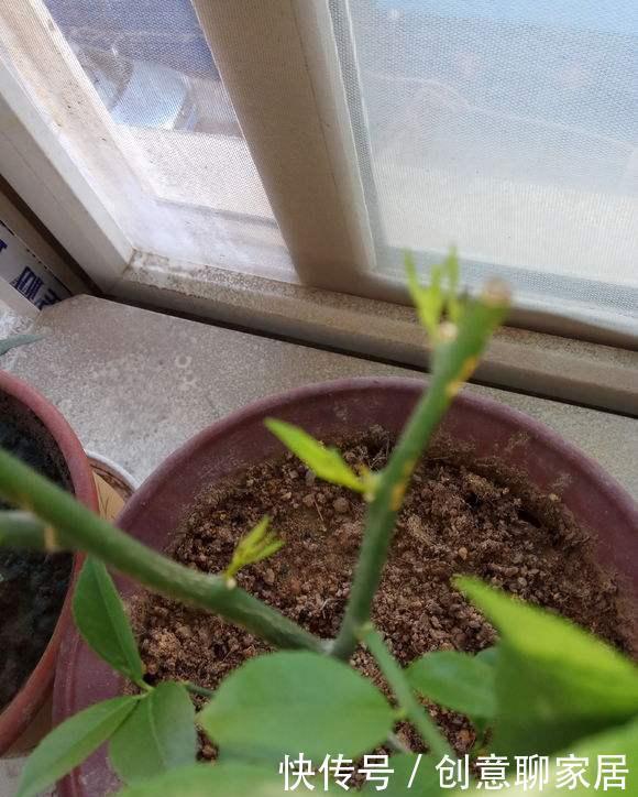 果子|盆栽柠檬只开花不结果?春天做好4件事,夏天果子满枝头