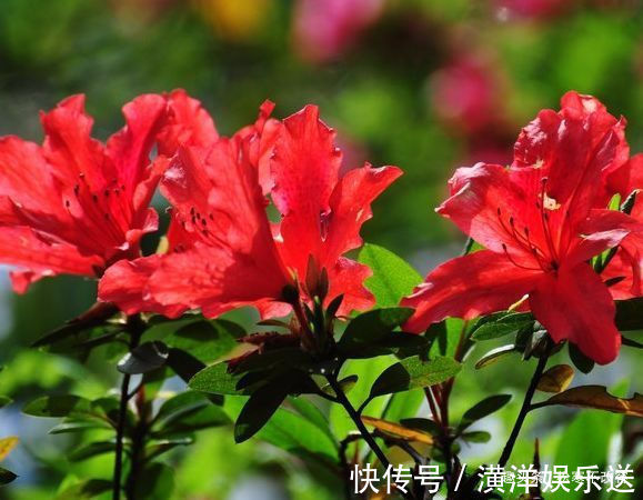 花卉|养此款花卉,福旺运旺财更旺,财运爆发,事业风生水起