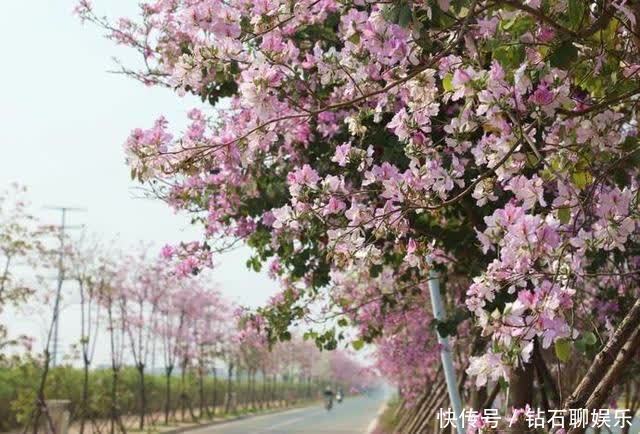 三月|花样荷城,美不胜收!