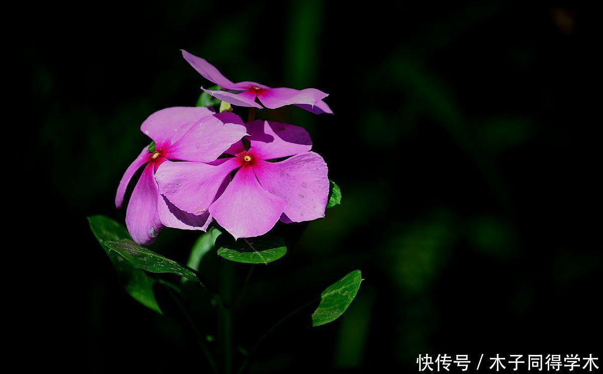 漂亮|五种简单好养的漂亮省心花,不招虫、不生病!居家养花别错过