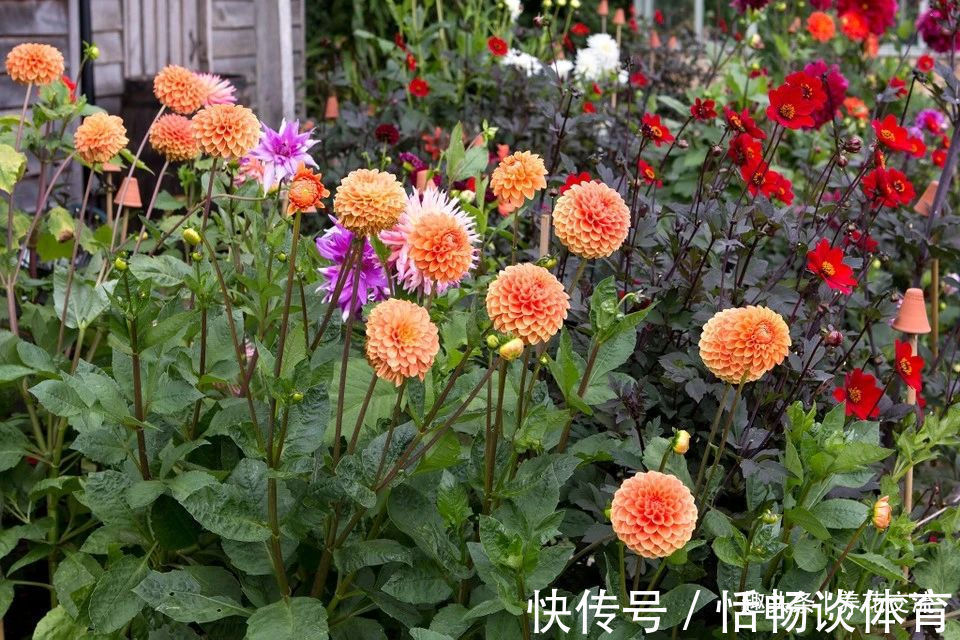 种大丽花的准备工作,温带和亚热带地区盆栽养护攻略