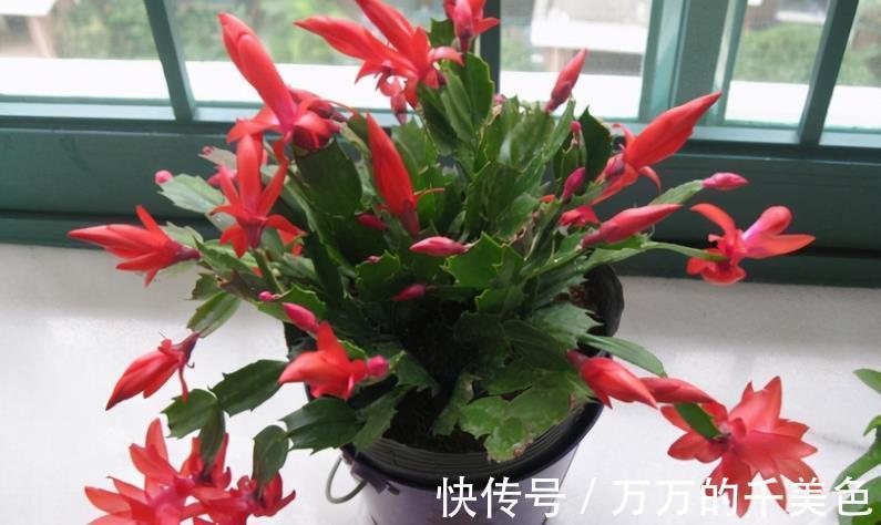 养殖|养蟹爪兰需要“酸水”,适当用这3样,不用愁植株到了花期不开