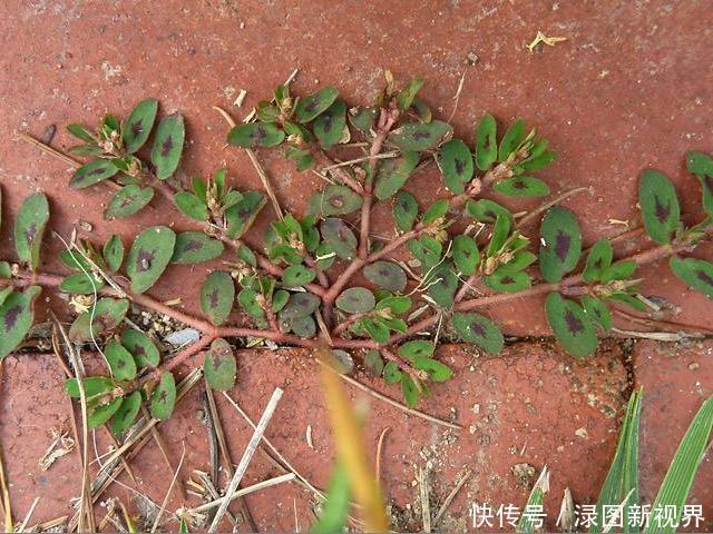 马齿笕的“孪生兄弟”，人称“血见愁”，止血不留疤，你见过吗