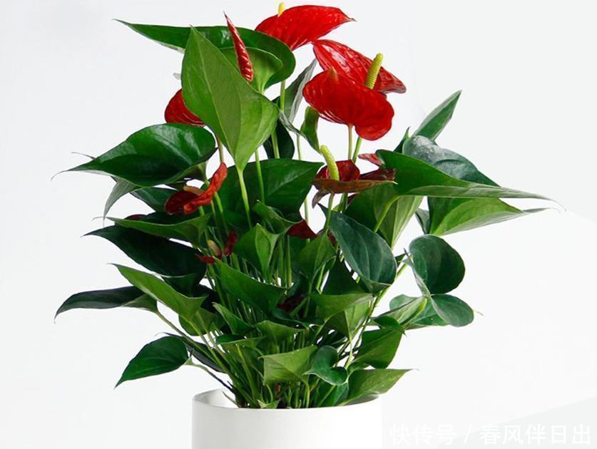 三种花是花卉中的吉祥三宝,花叶共赏繁华时尚,室内盆栽佳选