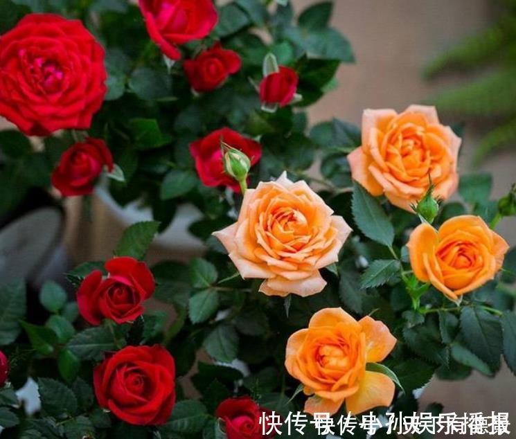 3种花很适合阳台养,花香四溢,一开就是300多天,好养又漂亮!