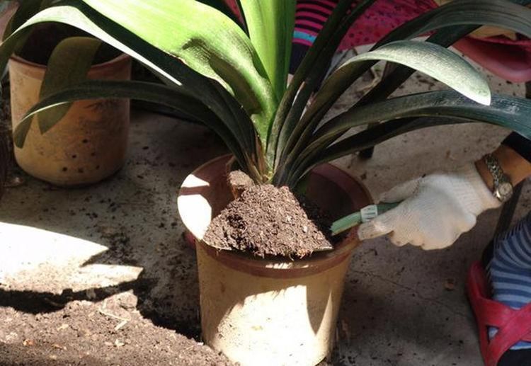 此物件，肥效是磷酸二氢钾的2倍，人见人讨厌，殊不知养花一级棒