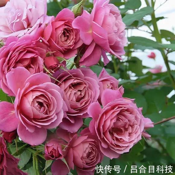 月季|22种最漂亮的月季，一次能开300天，满屋飘香开花多