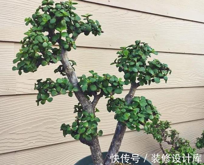 秋天|秋天玉树生长进入“快车道”，掌握几个要点，长势旺盛叶片肥厚