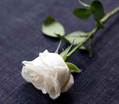 香槟玫瑰|玫瑰花，最美的“4种”，随便养一盆，比香水好闻，比牡丹更好看