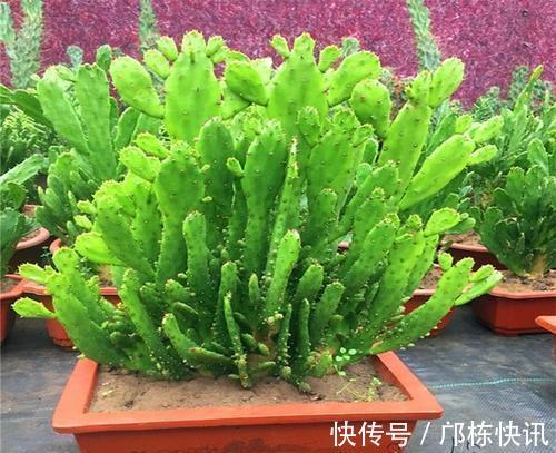 “千手观音”仙人掌,名不虚传,掐个侧芽,快速长出“千片掌”