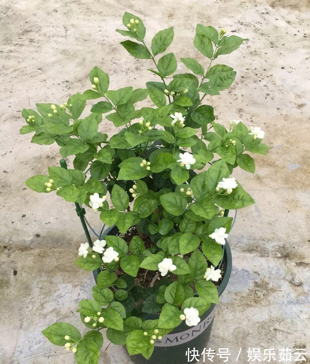 拉枝|茉莉狠心剪几刀,呼呼窜成3层塔,开花满树香味足