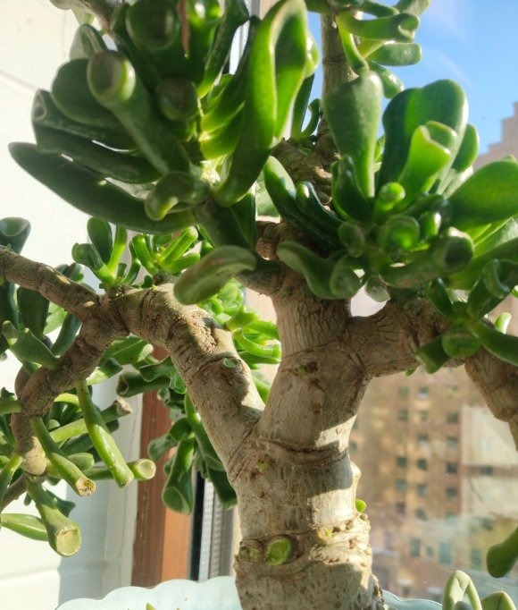 颗粒肥|能“吸财”的多肉,养盆吸财树,肥水不要少,半年养到手臂粗