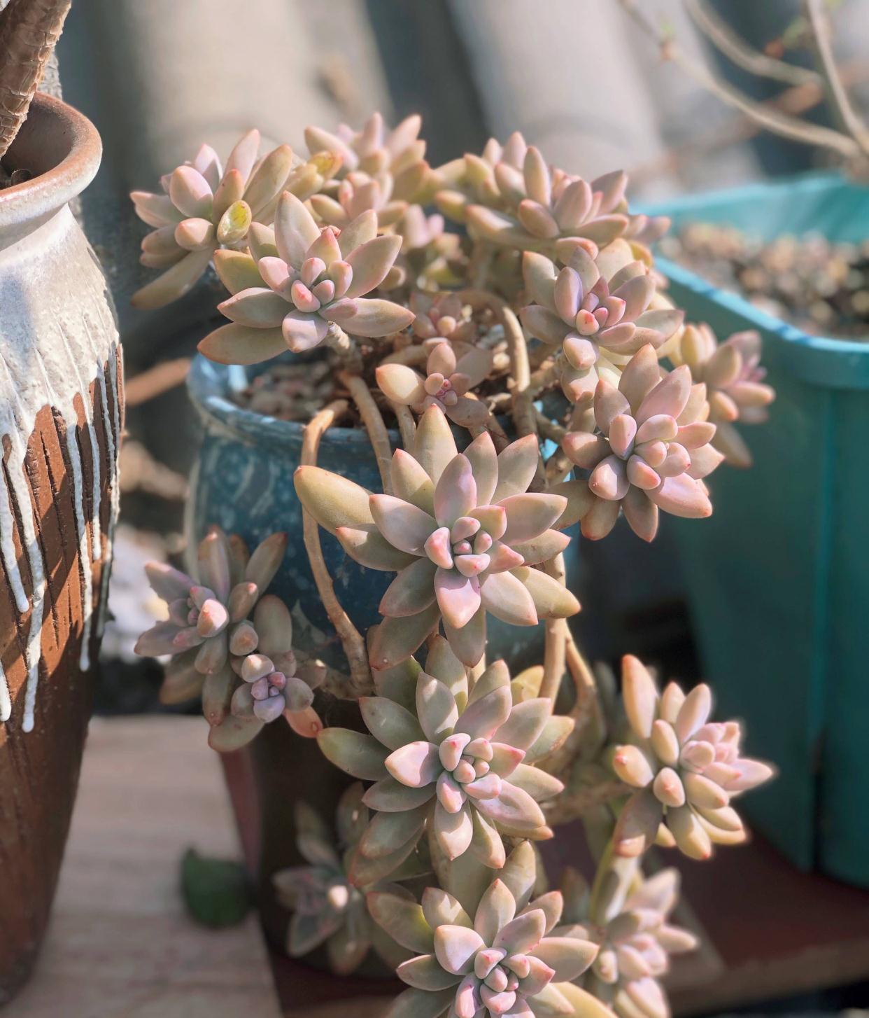 3种多肉,天冷也能生长,颜色状态美美哒,适合懒人养