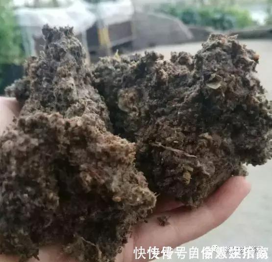 脱盐|这2种“壳”丢了太可惜,埋花土里3年不板结,种什么花都旺!