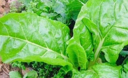 小知识|经常月经紊乱的女性,此菜经常吃,改善失眠,预防妇科疾病!