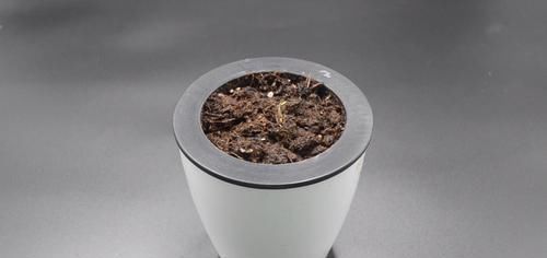 盆栽|芒果核扔掉可惜了,这个用途懂的人还不多,早点知道就好了