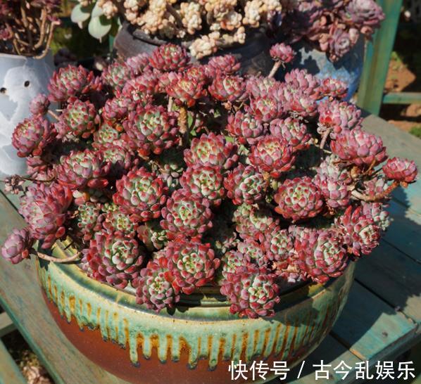 多肉蓝|秋天养多肉蓝苹果,“心狠手辣”长势好,养出极致状态美极了