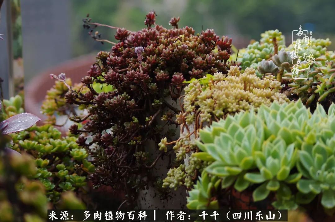 夏天日晒雨淋，秋老虎来势汹汹，你的多肉准备好逆袭了吗