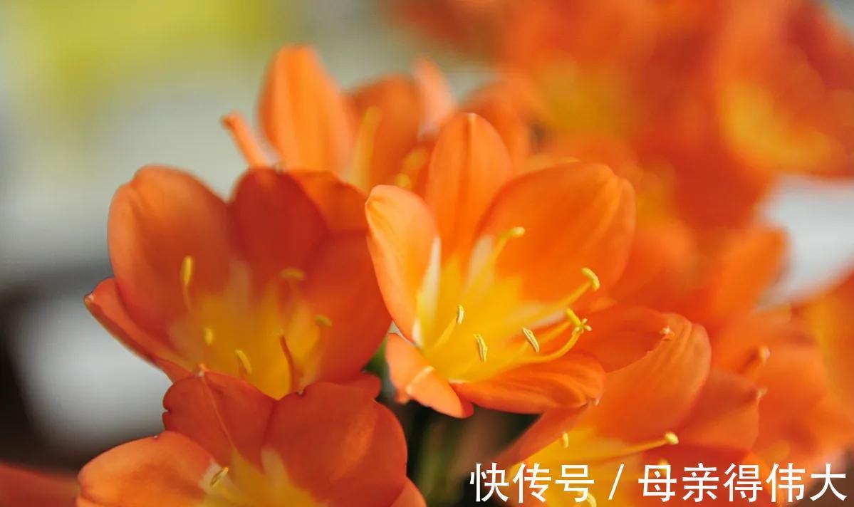 3种花适合宠着养，冬季养家里，寓意好开花多