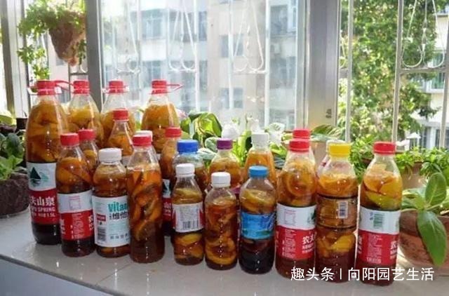 废水|家庭养吊兰，用“生活废水”浇，疏松土壤增加养分，吊兰长的旺