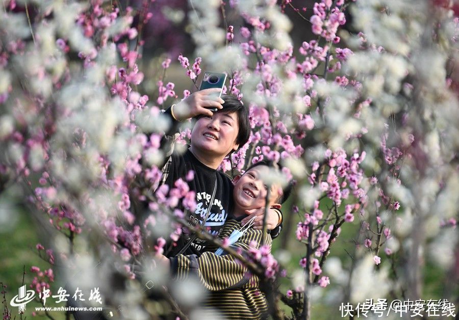 踏青赏梅 享受春光「组图」