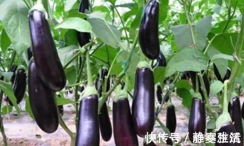 血红蛋白|女性想要变年轻，3种食物要多吃，排毒养颜，好处多多