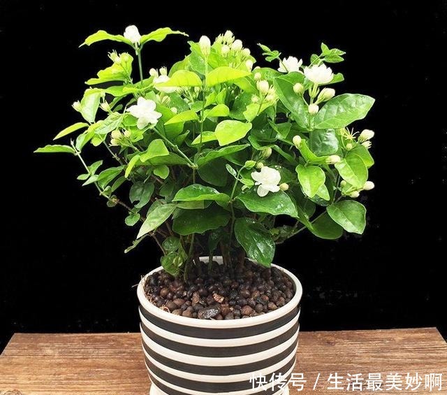 老家村里都不点蚊香原来家家户户都养这种“草”,好看耐活不贵!