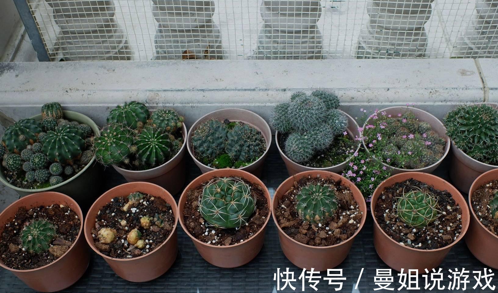 冬季养仙人球的2个技巧,越长越壮,顺利过冬花多色艳