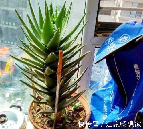 芦荟也能养成“老树桩”，枝干比人高，做菜美容用一年