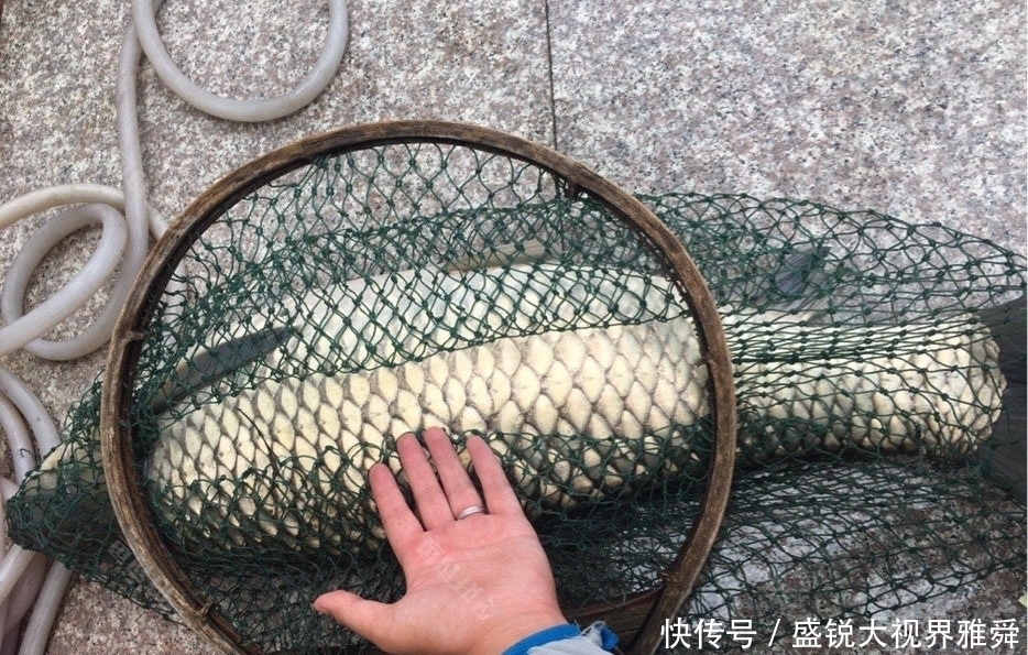 初夏草鱼都藏在这三种地方，找到就能连竿，找不到大机率要空军。