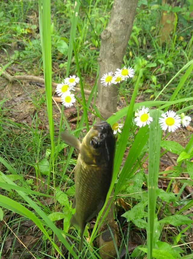 浮漂|野钓小技巧浮漂做一个小改动,惊鱼几率大降