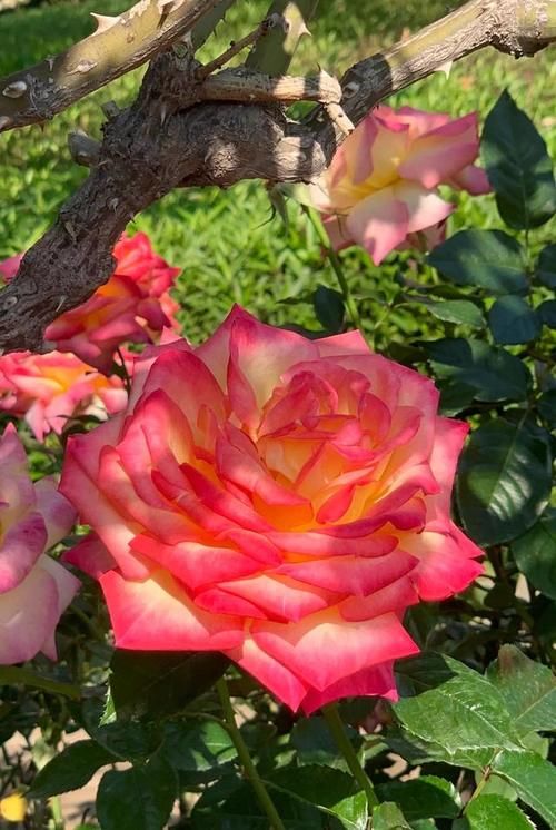 老年|喧嚣过后，一切归于平静