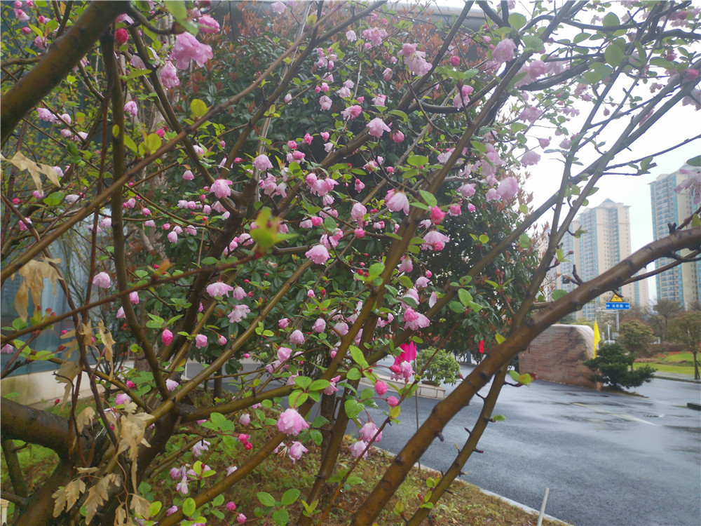 老年|美丽吉安:海棠花开 春色这边独好