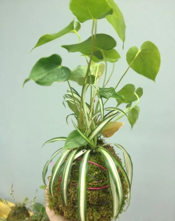 室内绿植种花不用盆，揉一个小球吊起来就让家里美翻