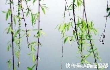 柳丝!杜牧的三首咏柳诗情深意浓,风格各异,耐人寻味
