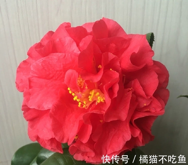 新手|新手养花选这些，价格便宜，种植容易，开花勤快，漂亮又芳香