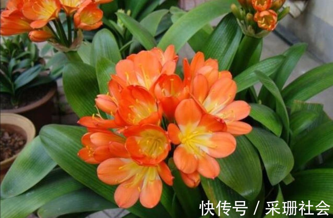 养君子兰不开花?教你2个“小绝招”,很快长出花箭