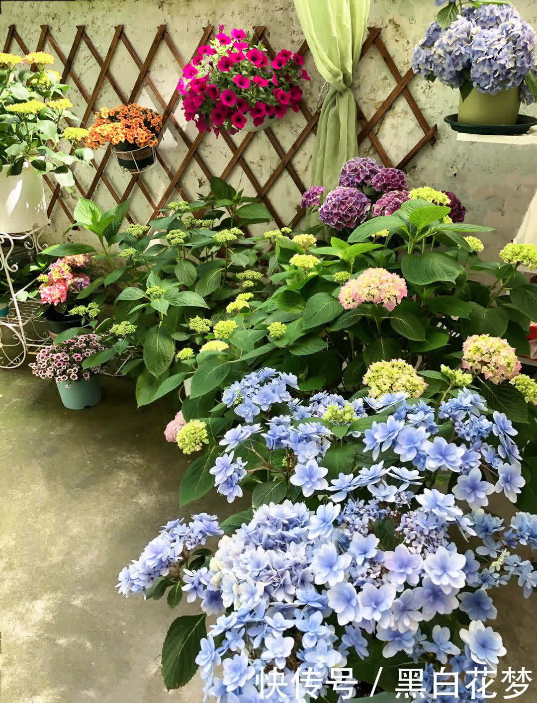 养护|有院子一定要养的“3种花”,花多花大又好看好养,美成一幅画