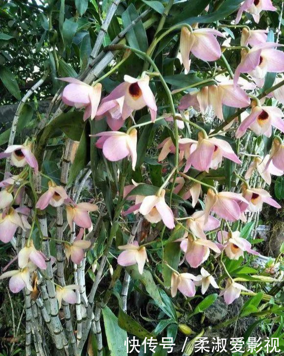 门前石头上长了一丛草,朋友出1000元来买,开起花来真漂亮!