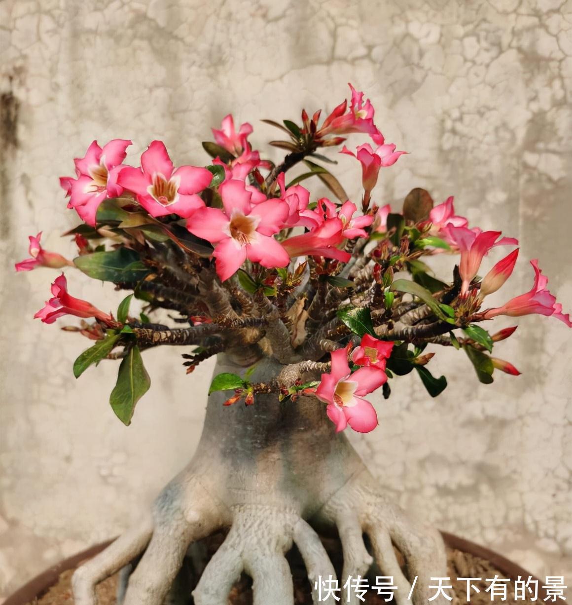 “穷养”5种花，用小花盆栽种，多晒少管更利于生长，又美又值钱