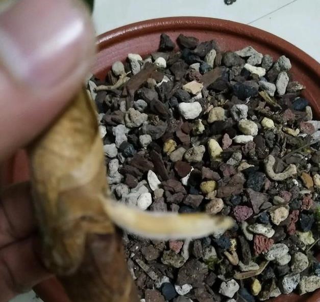 养君子兰用这个小妙招,开花多、新叶多、不夹箭,叶子绿的发光