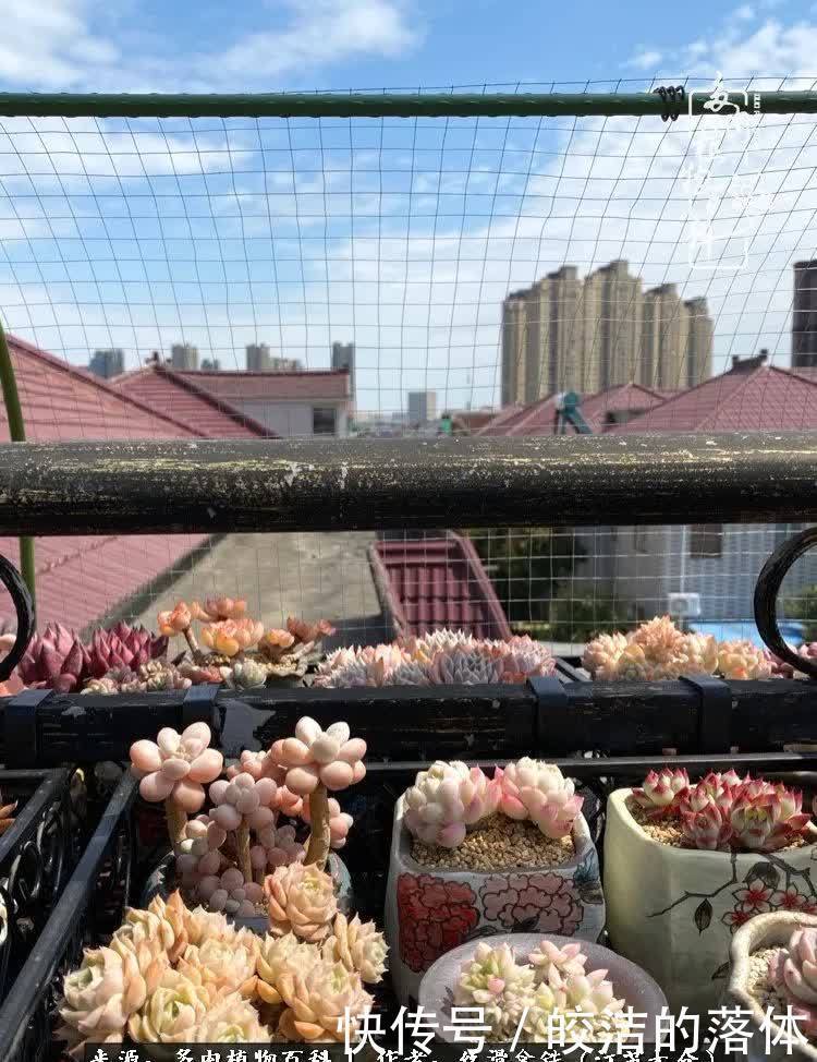 阳光露台多肉,天时地利人和!美肉知时节,当春乃发生!