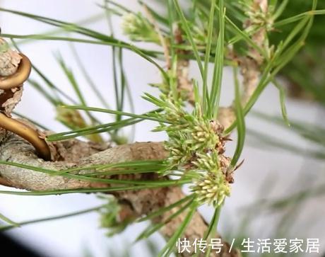 松针|玩盆景不玩松到老一场空，不懂造型，修剪，到老还是空空空
