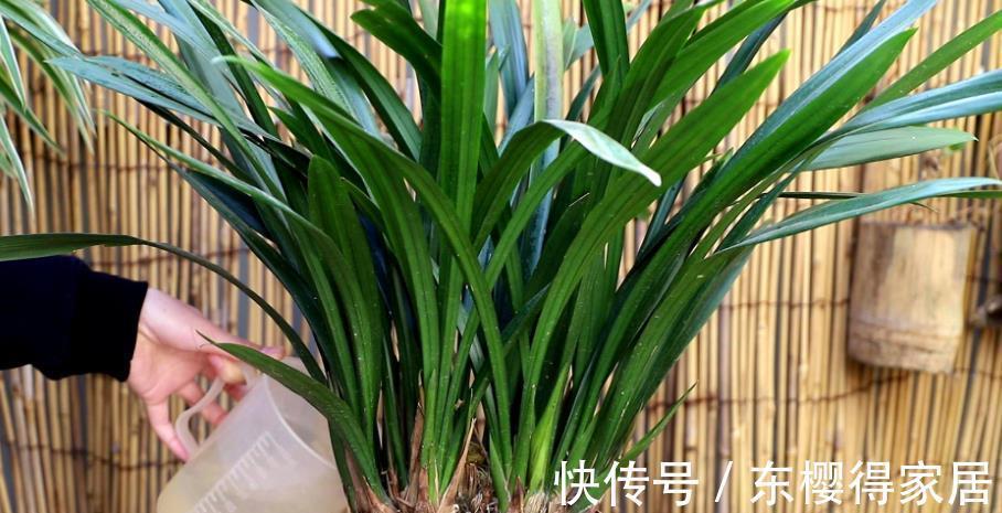 黄叶|兰花怕浇“3种水”,浇完黄叶又烂根,大部分花友都用错了