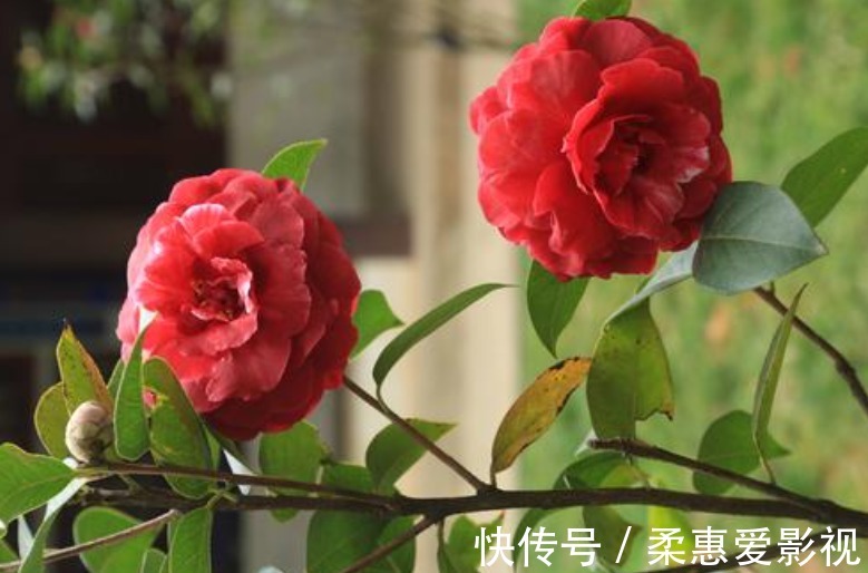 浇水不能有的4个“坏习惯”，新手赶紧改，否则土壤板结，易烂根