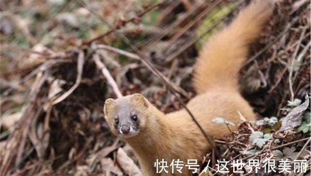 乌龟#为何老一辈说黄鼠狼不能杀,科学研究表明,不是迷信,真的不能杀