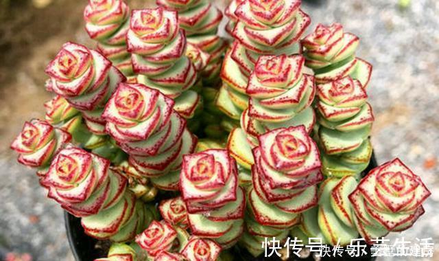 多肉植物|多肉界的招财树,还寓意着财源滚滚,好运连连,看它怎么养护