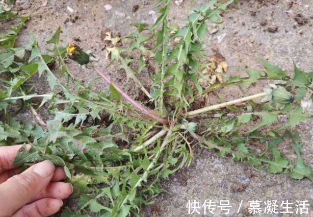 吃法|68种野菜图片，教你认识不同的野菜和吃法，你想要的野菜这里都有